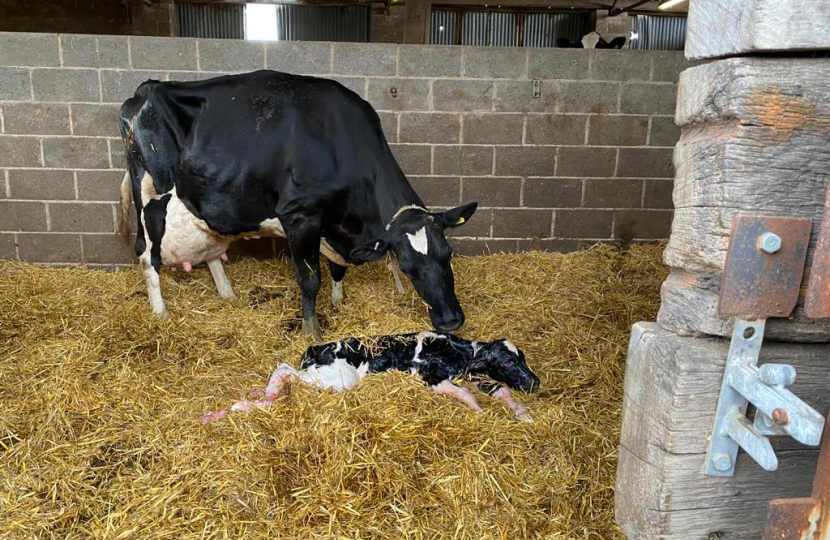 Cow with Calf in Barn