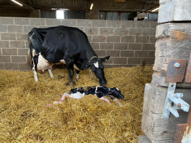 Cow with Calf in Barn